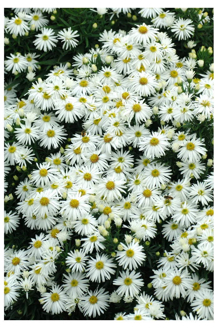 Aster krzaczasty 'Kristina' | Aster dumosus