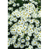 Aster krzaczasty 'Kristina' | Aster dumosus
