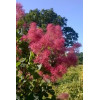 Perukowiec podolski 'Smokey Joe' Cotinus coggygria