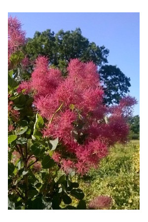 Perukowiec podolski 'Smokey Joe' Cotinus coggygria