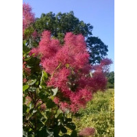 Perukowiec podolski 'Smokey Joe' Cotinus coggygria