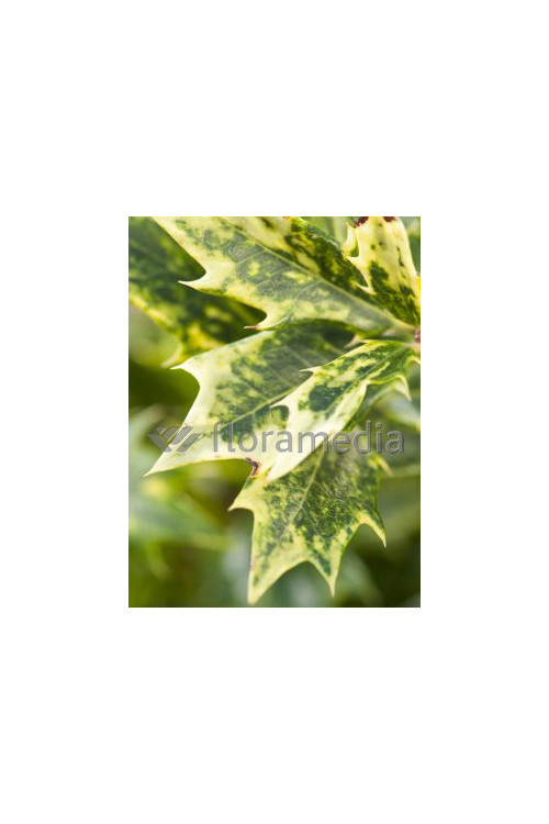 Osmanthus 'Goshiki' Osmanthus heterophyllus