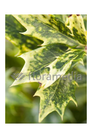 Osmanthus 'Goshiki' Osmanthus heterophyllus