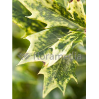 Osmanthus 'Goshiki' Osmanthus heterophyllus