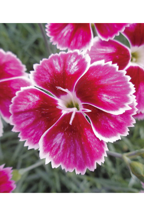 Goździk ogrodowy 'Flutterburst' | Dianthus caryophyllus
