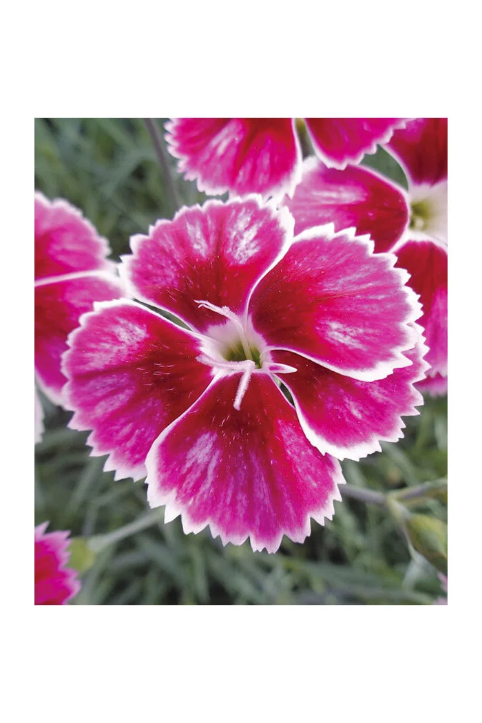 Goździk ogrodowy 'Flutterburst' | Dianthus caryophyllus