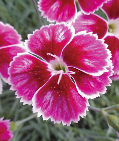 Goździk ogrodowy 'Flutterburst' | Dianthus caryophyllus