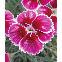 Goździk ogrodowy 'Flutterburst' | Dianthus caryophyllus