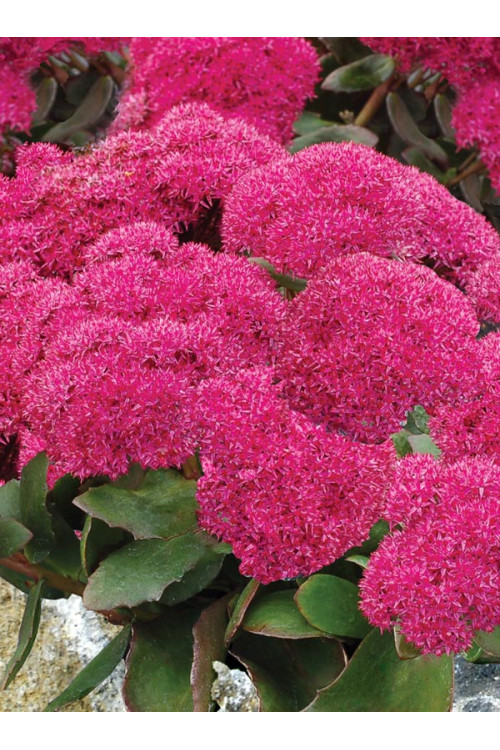 Rozchodnik 'Birthday Party' Sedum spectabile