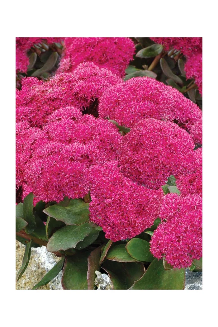 Rozchodnik 'Birthday Party' Sedum spectabile