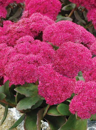 Rozchodnik 'Birthday Party' Sedum spectabile