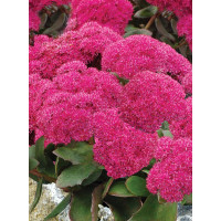 Rozchodnik 'Birthday Party' Sedum spectabile