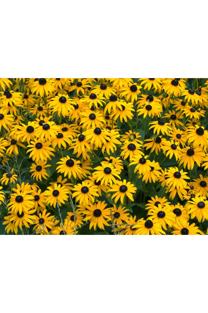 Rudbekia błyskotliwa 'Goldstrum' | Rudbeckia fulgida