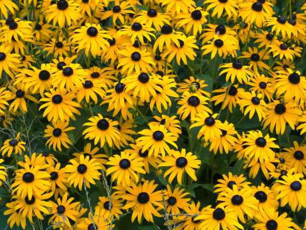 Rudbekia błyskotliwa 'Goldstrum' | Rudbeckia fulgida