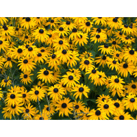 Rudbekia błyskotliwa 'Goldstrum' | Rudbeckia fulgida