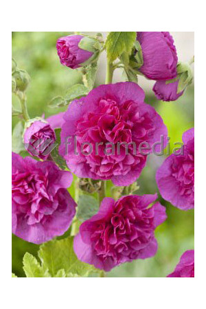 malwa, malwa różowa, malwa Chater's Rosa, alcea