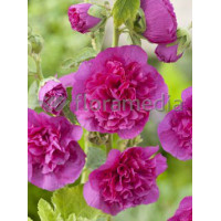 malwa, malwa różowa, malwa Chater's Rosa, alcea