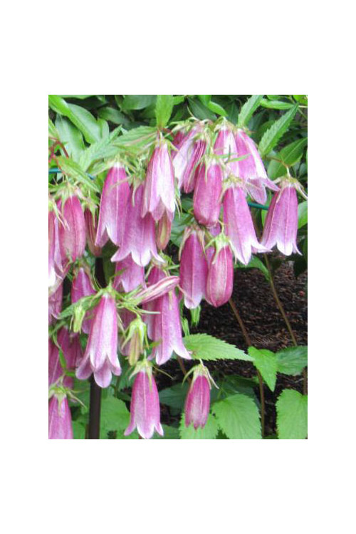 Dzwonek kropkowany 'Hot Lips' | Campanula punctata