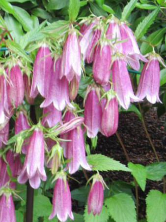 Dzwonek kropkowany 'Hot Lips' | Campanula punctata