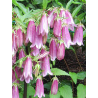 Dzwonek kropkowany 'Hot Lips' | Campanula punctata