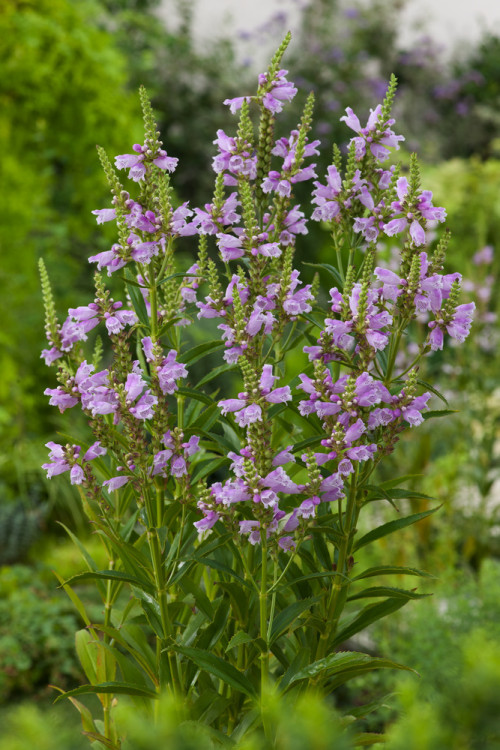Odętka wirginijska 'Rosea' | Physostegia virginiana