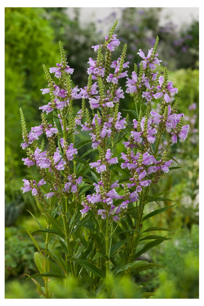 Odętka wirginijska 'Rosea' | Physostegia virginiana
