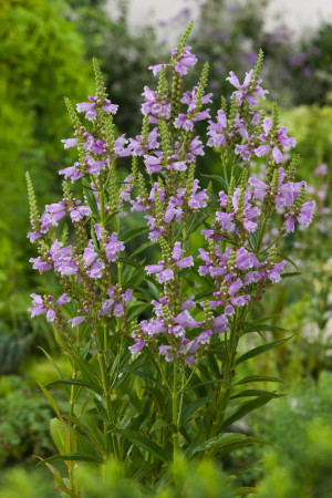 Odętka wirginijska 'Rosea' | Physostegia virginiana
