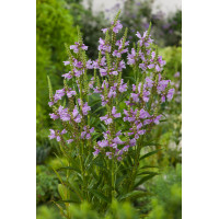 Odętka wirginijska 'Rosea' | Physostegia virginiana
