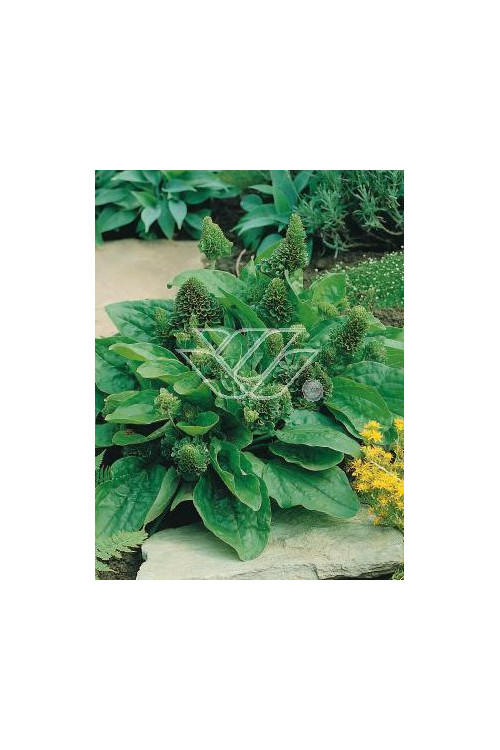 Babka zwyczajna 'Rosularis' Plantago major