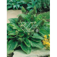 Babka zwyczajna 'Rosularis' Plantago major