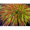 Hakonechloa 'Mulled Wine' | Hakonechloa macra