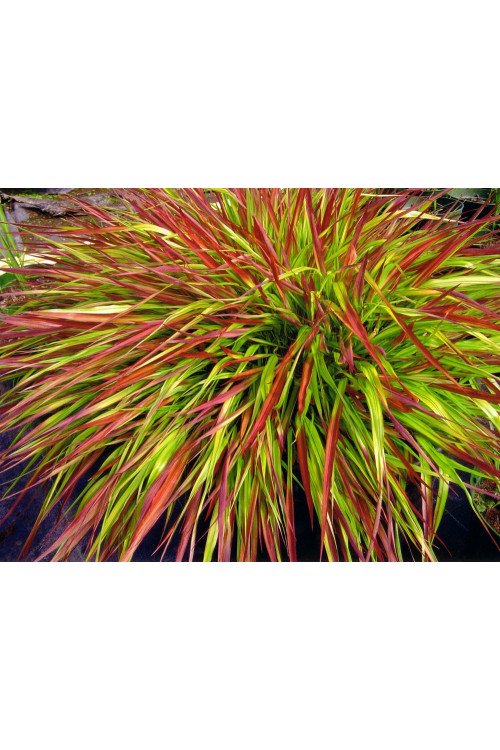 Hakonechloa 'Mulled Wine' | Hakonechloa macra
