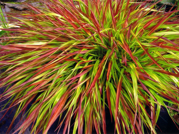 Hakonechloa 'Mulled Wine' | Hakonechloa macra