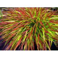 Hakonechloa 'Mulled Wine' | Hakonechloa macra