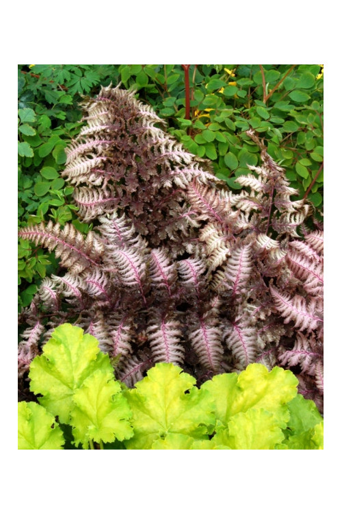 Wietlica japońska 'Burgundy Lace' | Athyrium