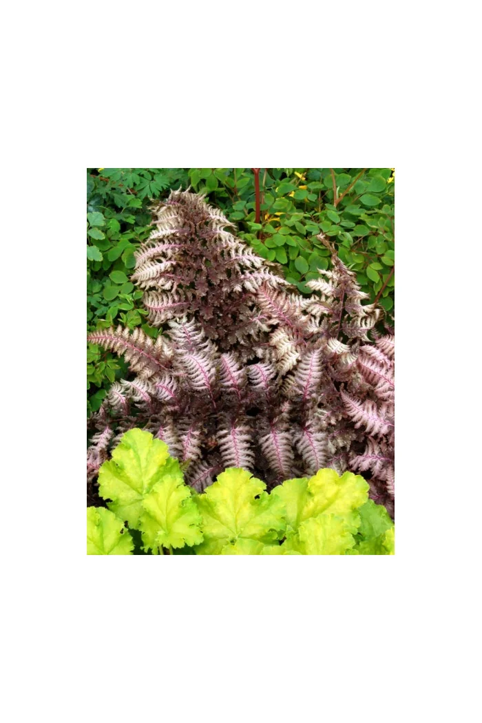 Wietlica japońska 'Burgundy Lace' | Athyrium