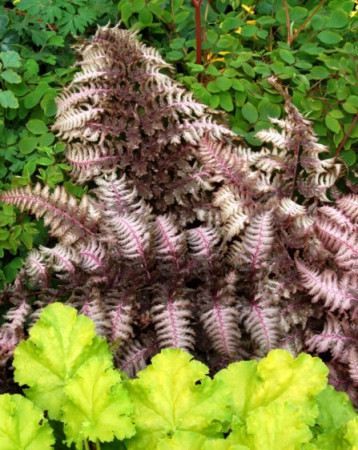 Wietlica japońska 'Burgundy Lace' | Athyrium