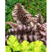 Wietlica japońska 'Burgundy Lace' | Athyrium