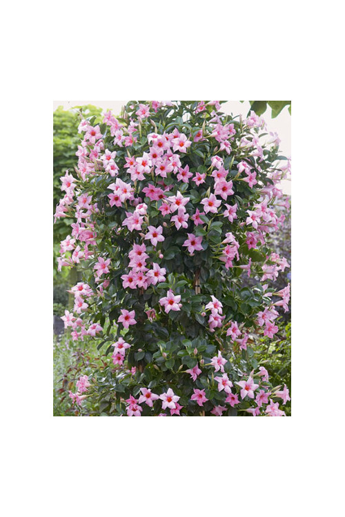 Sundaville 'Cream Pink' | Sundaville