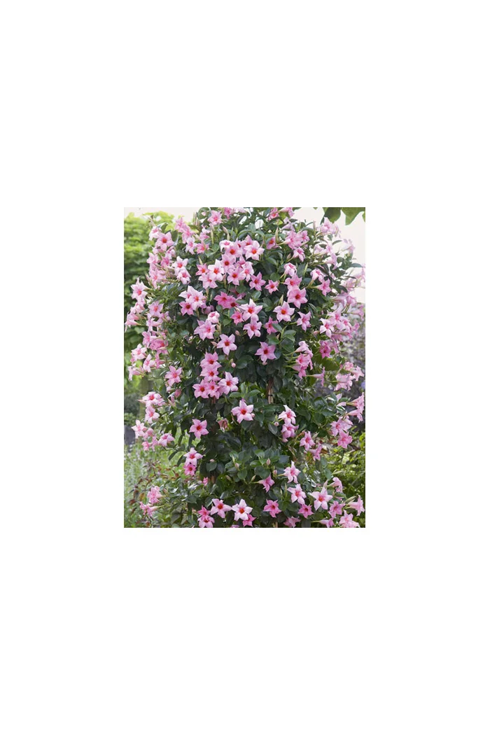 Sundaville 'Cream Pink' | Sundaville