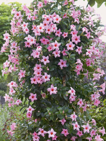 Sundaville 'Cream Pink' | Sundaville