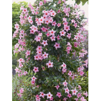 Sundaville 'Cream Pink' | Sundaville