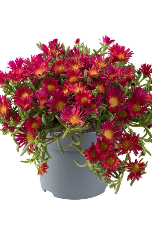 Słonecznica Coopera 'Delmara Fuchsia' | Delosperma cooperi