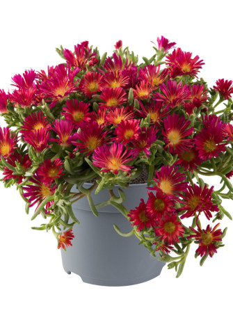 Słonecznica Coopera 'Delmara Fuchsia' | Delosperma cooperi