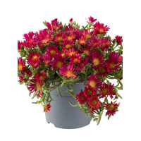 Słonecznica Coopera 'Delmara Fuchsia' | Delosperma cooperi