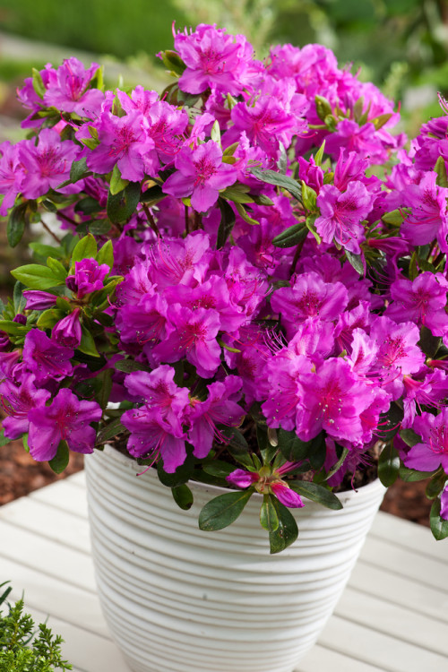 Azalia japońska 'Konigstein' | Azalea japonica
