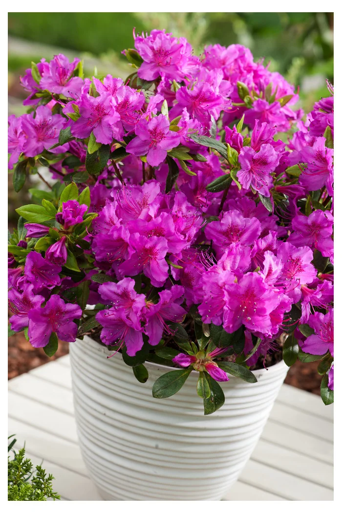 Azalia japońska 'Konigstein' | Azalea japonica