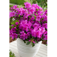 Azalia japońska 'Konigstein' | Azalea japonica
