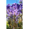 Wielosił 'Bressingham Purple' | Polemonium hybrida