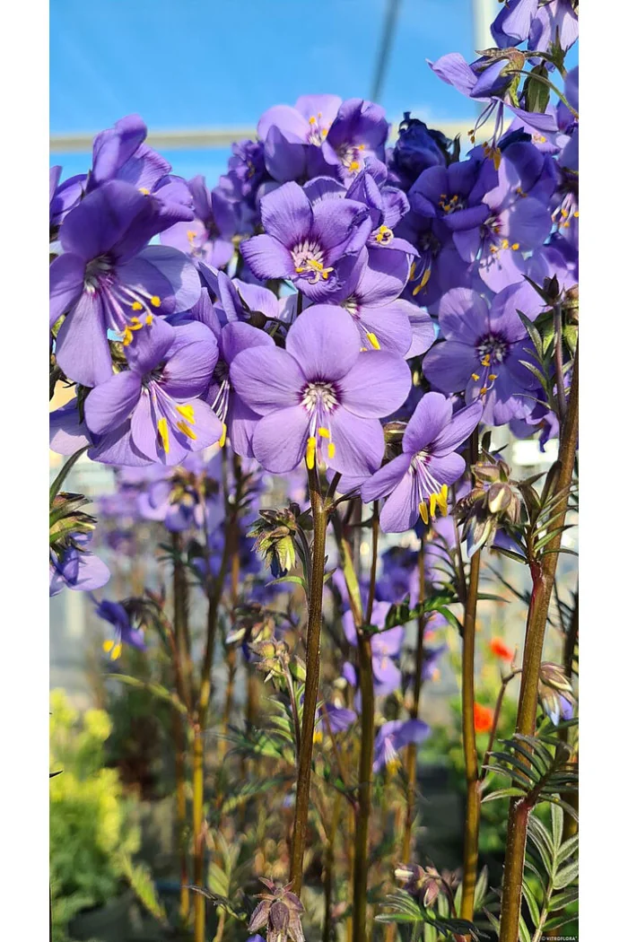 Wielosił 'Bressingham Purple' | Polemonium hybrida